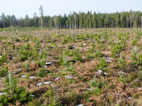 1024_x_576_forestry_restocking_after_clearfell_2.jpg
