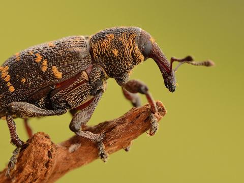 1024_x_576_hylobius_abetis_-_getty_image_licence_paid.jpg