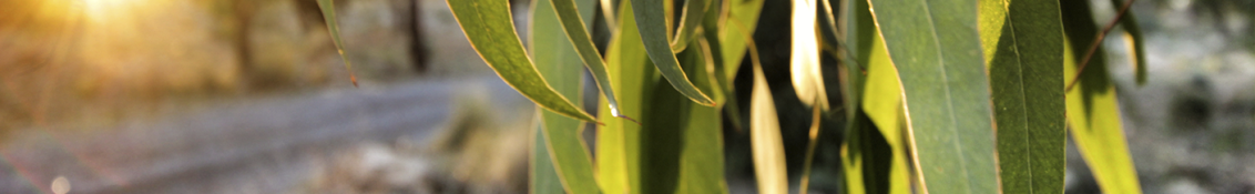 Herbicidas banner