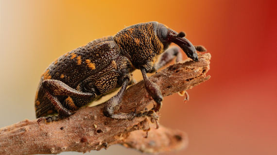 hylobius
