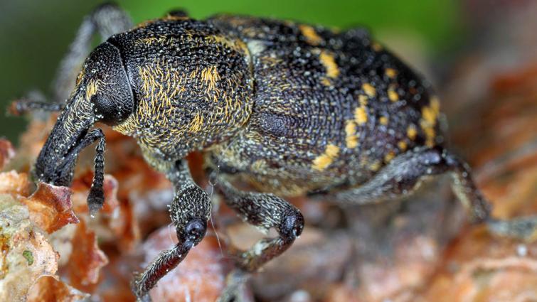 1024_x_576_hylobius_abietis_2.jpg