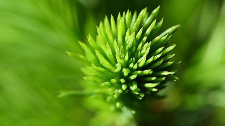 1024_x_576_sitka_spruce_healthy_new_growth_-_spring.jpg