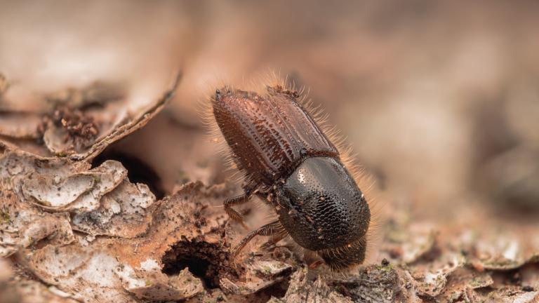 Bark Beetle