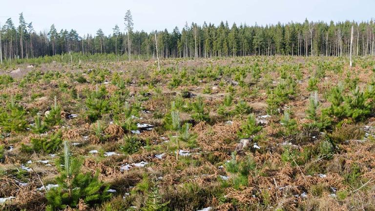 1024_x_576_forestry_restocking_after_clearfell_2.jpg