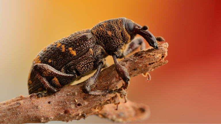 hylobius