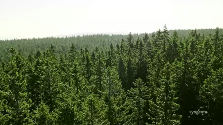 Panoramic view of dense evergreen forest stretching to the horizon