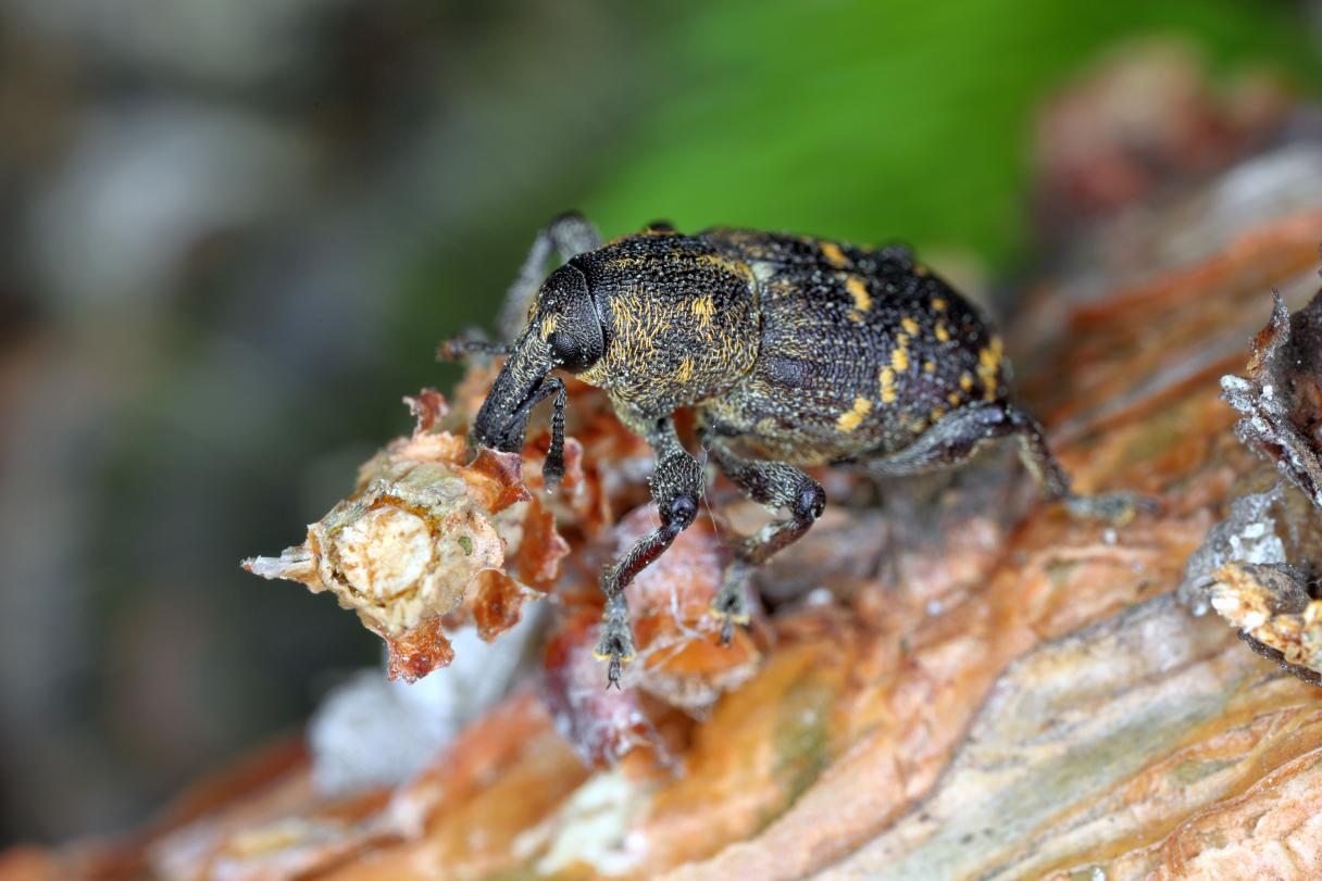Large Pine Weevil
