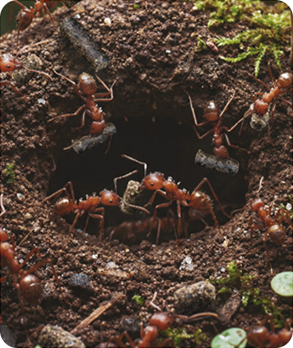 Red ants swarming around a hole in soil, carrying debris and twigs